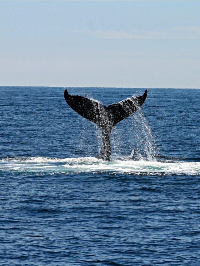 Read about whales that are critically endangered